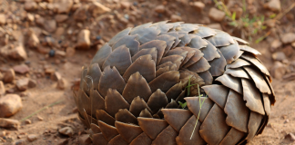 pangolins