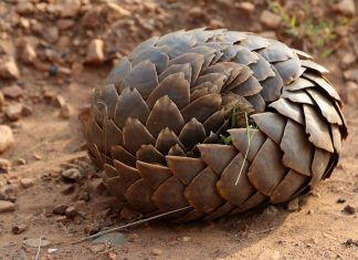 pangolins