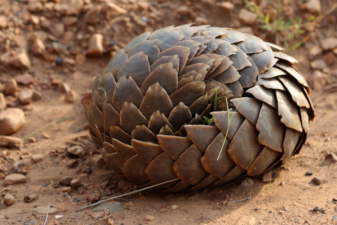 pangolins pangolins