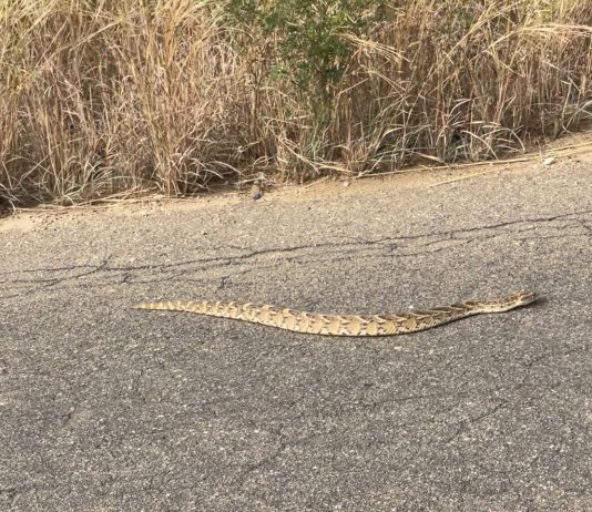 puff adder Kruger Park