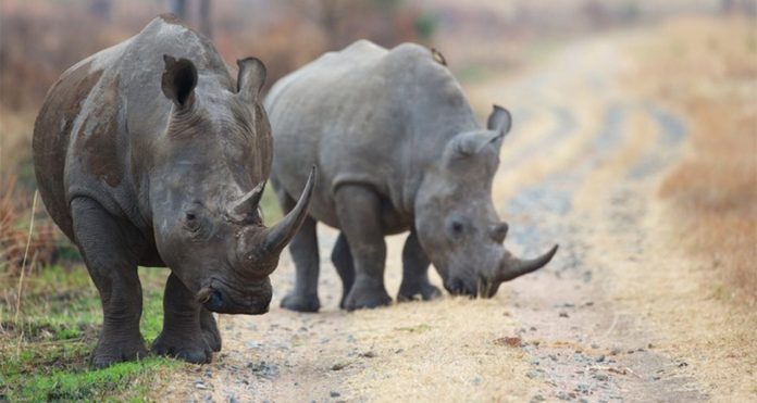 rhinos