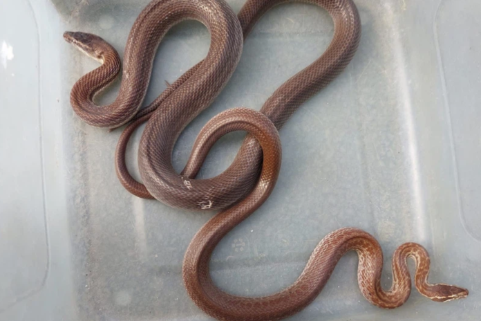 snake rescuer snake rescuer finds two snakes snuggling
