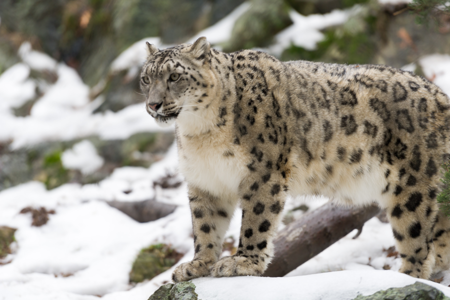 snow leopard