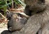 Injured young baboon and troop need urgent help