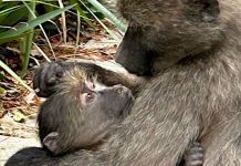 Injured young baboon and troop need urgent help