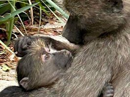Injured young baboon and troop need urgent help