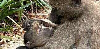 Injured young baboon and troop need urgent help