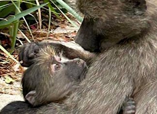 Injured young baboon and troop need urgent help