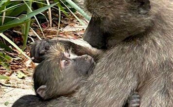 Injured young baboon and troop need urgent help