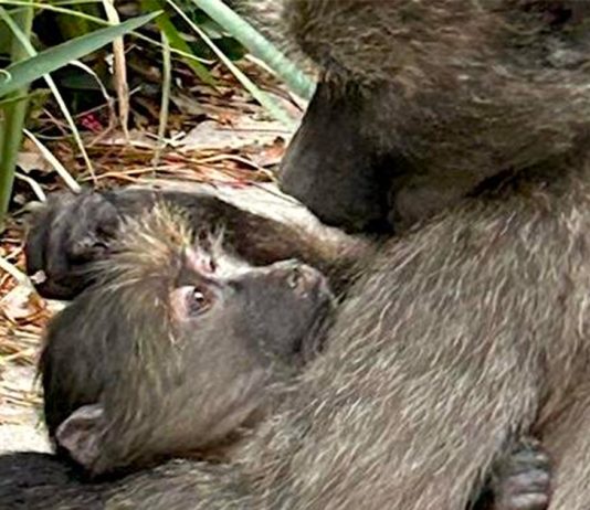 Injured young baboon and troop need urgent help