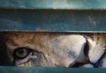 Award-winning film about SA’s ‘canned’ lions launches worldwide for public viewing - Blood Lions