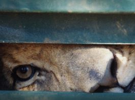 Award-winning film about SA’s ‘canned’ lions launches worldwide for public viewing - Blood Lions