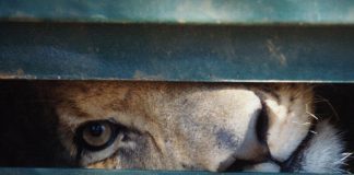 Award-winning film about SA’s ‘canned’ lions launches worldwide for public viewing - Blood Lions