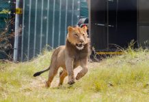 Dr Andrew Baxter - Lions released into Babanango Game Reserve bona