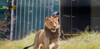 Dr Andrew Baxter - Lions released into Babanango Game Reserve bona