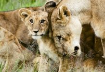 Lion cub Kruger National Park