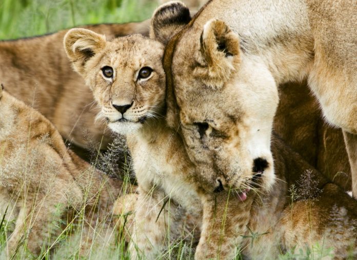 lioness in safari vehicle