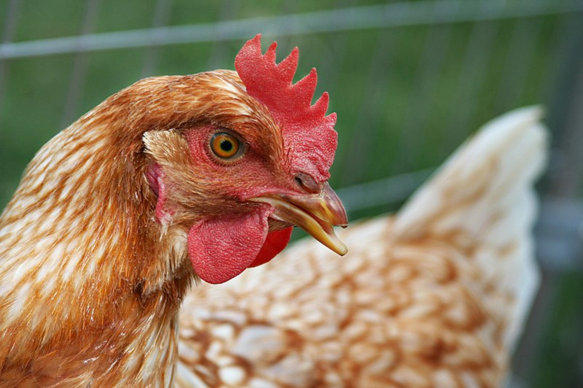 bird flu SA