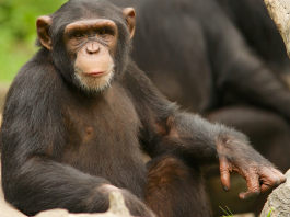 chimpanzee pays for pizza