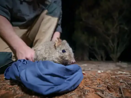 conservation havens