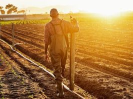 Farming in South Africa is being hobbled by power cuts and poor roads