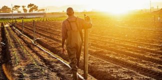 Farming in South Africa is being hobbled by power cuts and poor roads