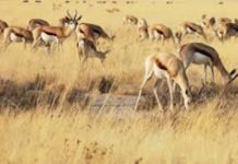 SANParks to donate game to emerging farmers