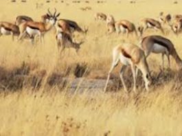 SANParks to donate game to emerging farmers