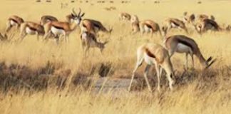 SANParks to donate game to emerging farmers