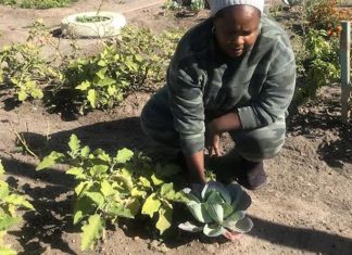 Thriving Langa gardens feed hungry families