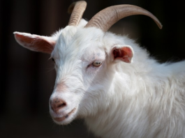 goat thief caught