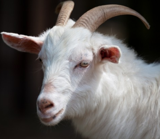 goat thief caught