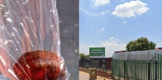 learners eat space cakes