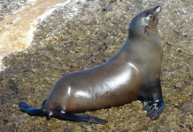 six seals stabbed in Kommetjie