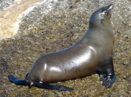 six seals stabbed in Kommetjie