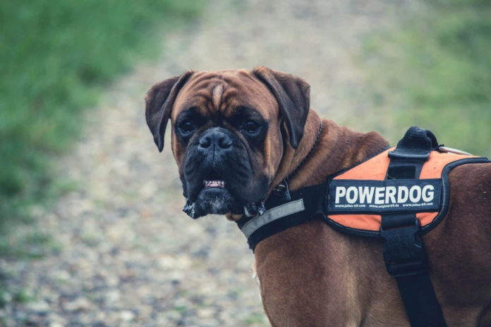 service dogs service dogs