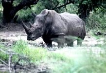 Half of Africa’s white rhino population is in private hands
