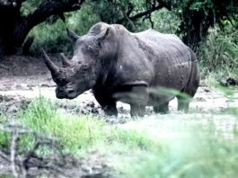 Half of Africa’s white rhino population is in private hands