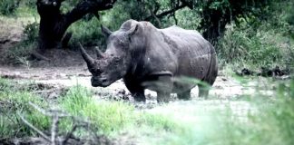 Half of Africa’s white rhino population is in private hands