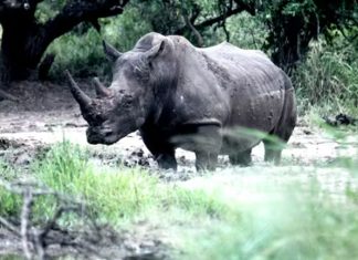 Half of Africa’s white rhino population is in private hands