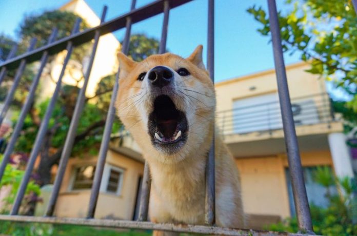 Dog excessive barking