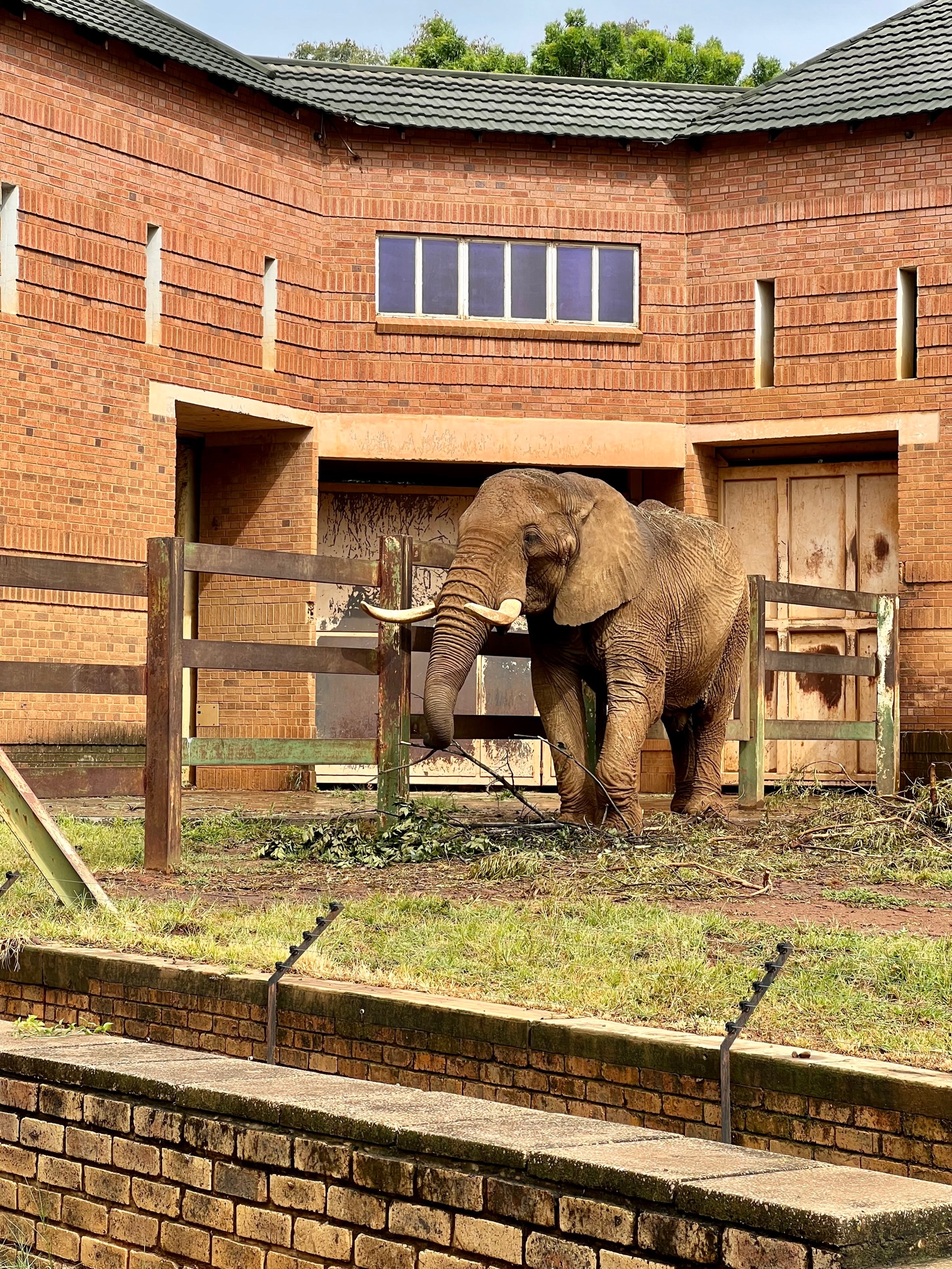 Charlie the popular Pretoria Zoo elephant. 1st February 2023 ©EMS Foundation
