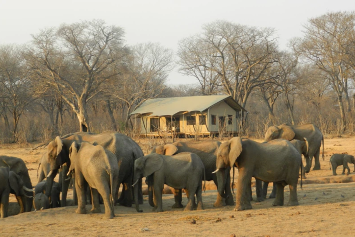 elephant conservation