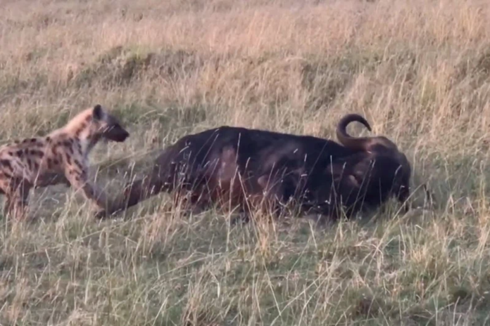 hyena eats buffalo