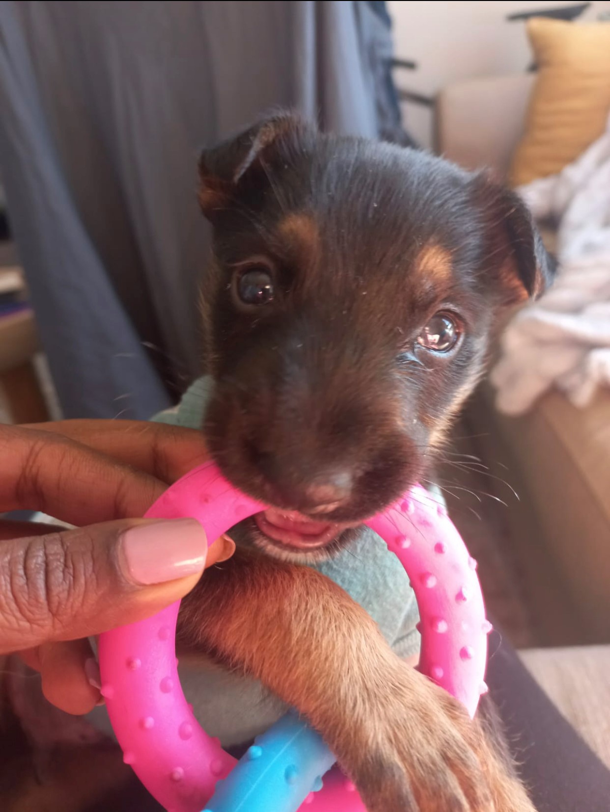 10-year-old girl praised for rescuing pavement puppy