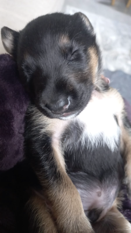 10-year-old girl praised for rescuing pavement puppy