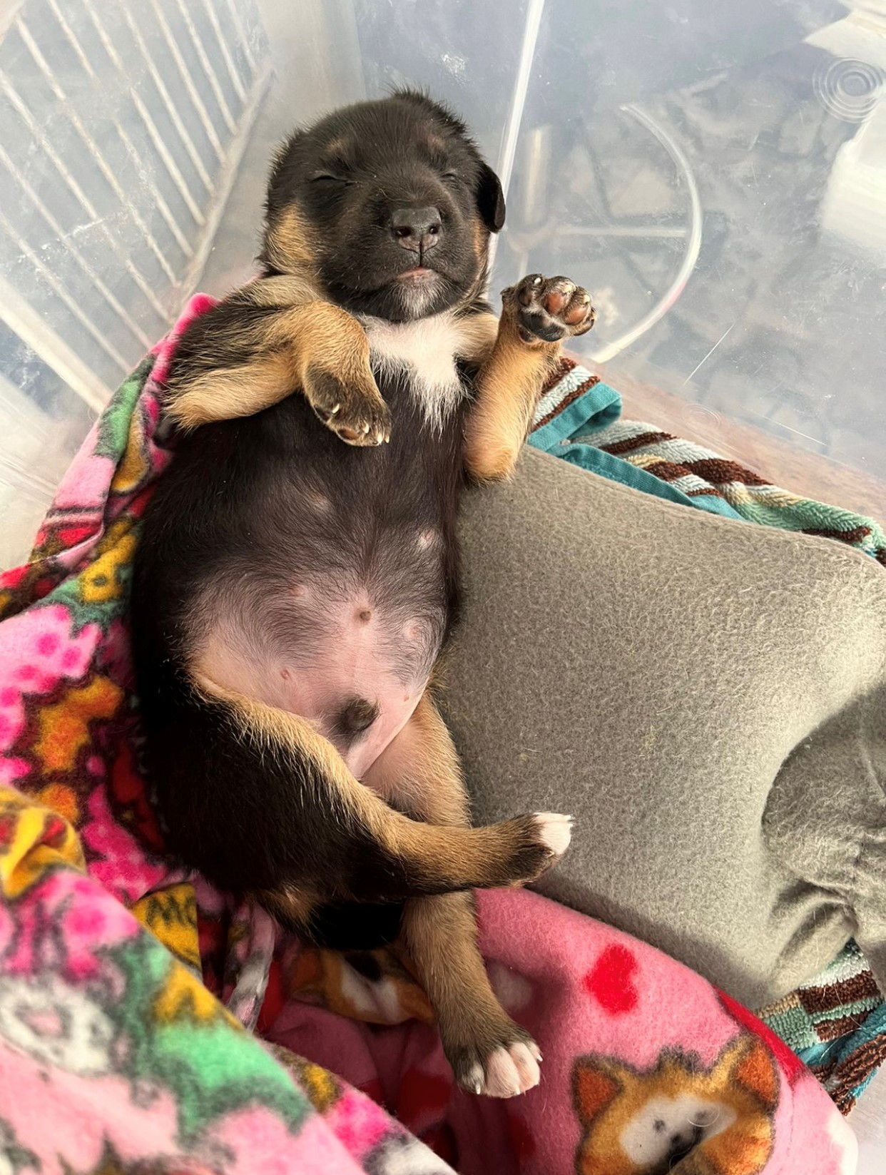 10-year-old girl praised for rescuing pavement puppy