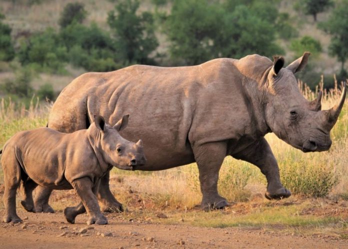 rhino poaching