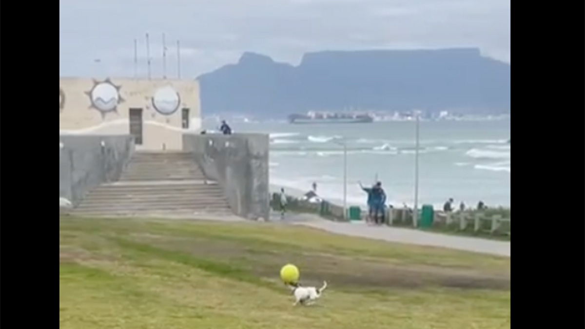 Cute dog in Cape Town playing football