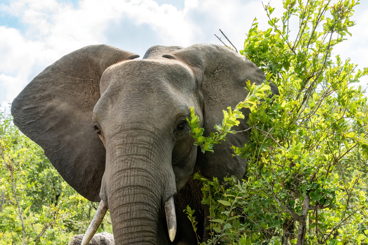elephant tramples man to death in Pilanesberg national park